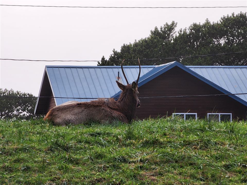 An elk on the Oregon Coast. A photograph from Ken’s Oregon travels.